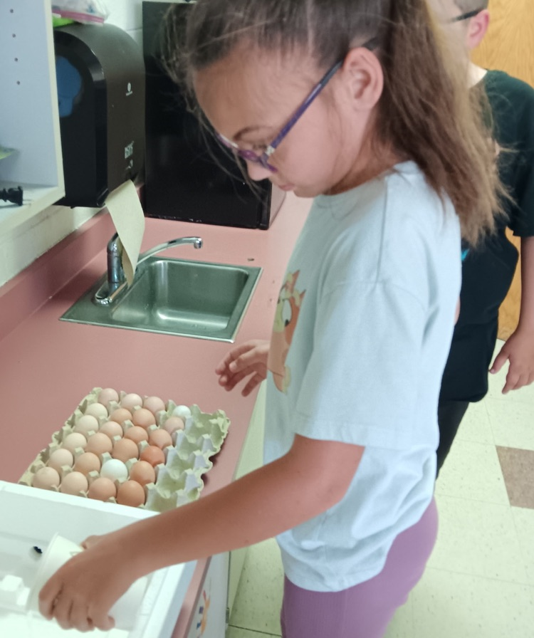 eggs