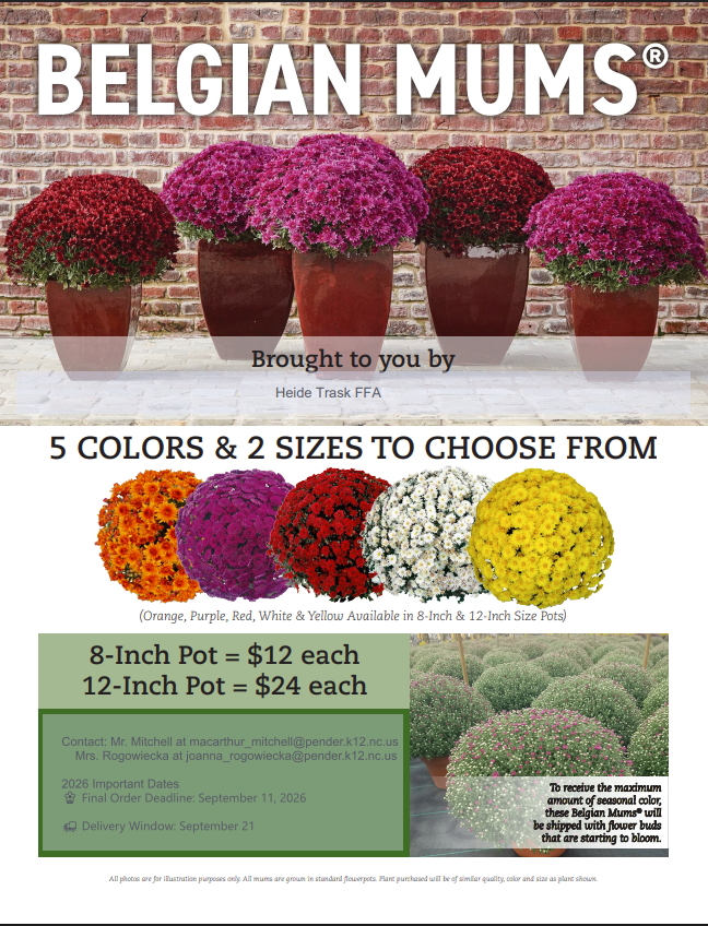 Belgium Mums Sale