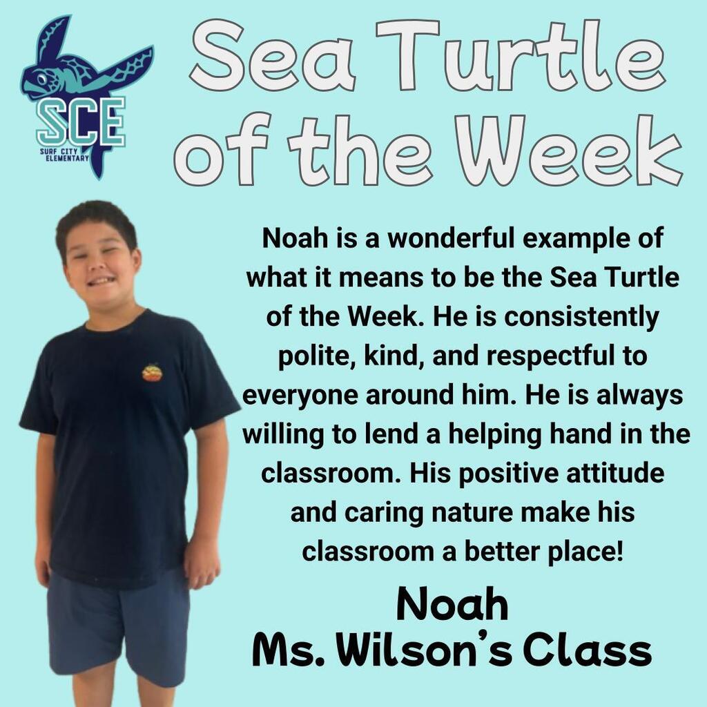 sea turtle of the week