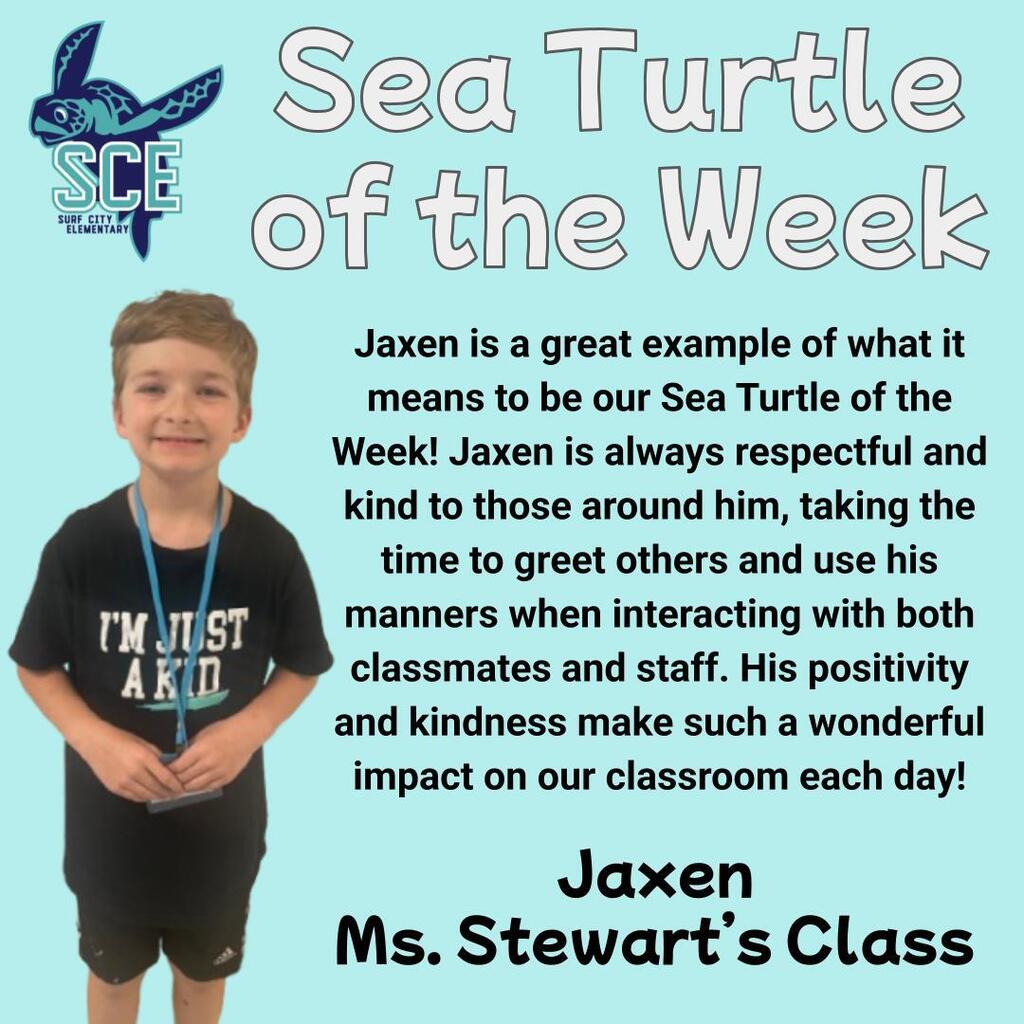 sea turtle of the week