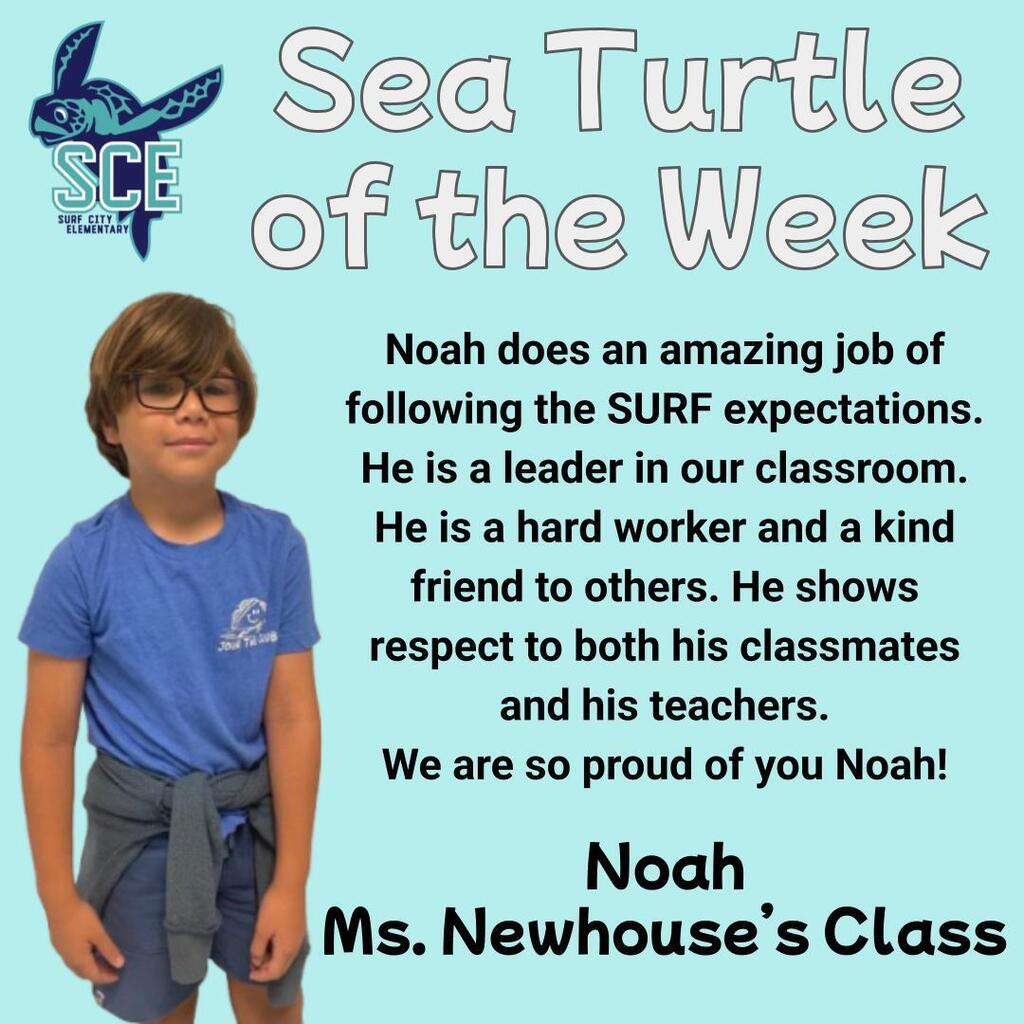 sea turtle of the week