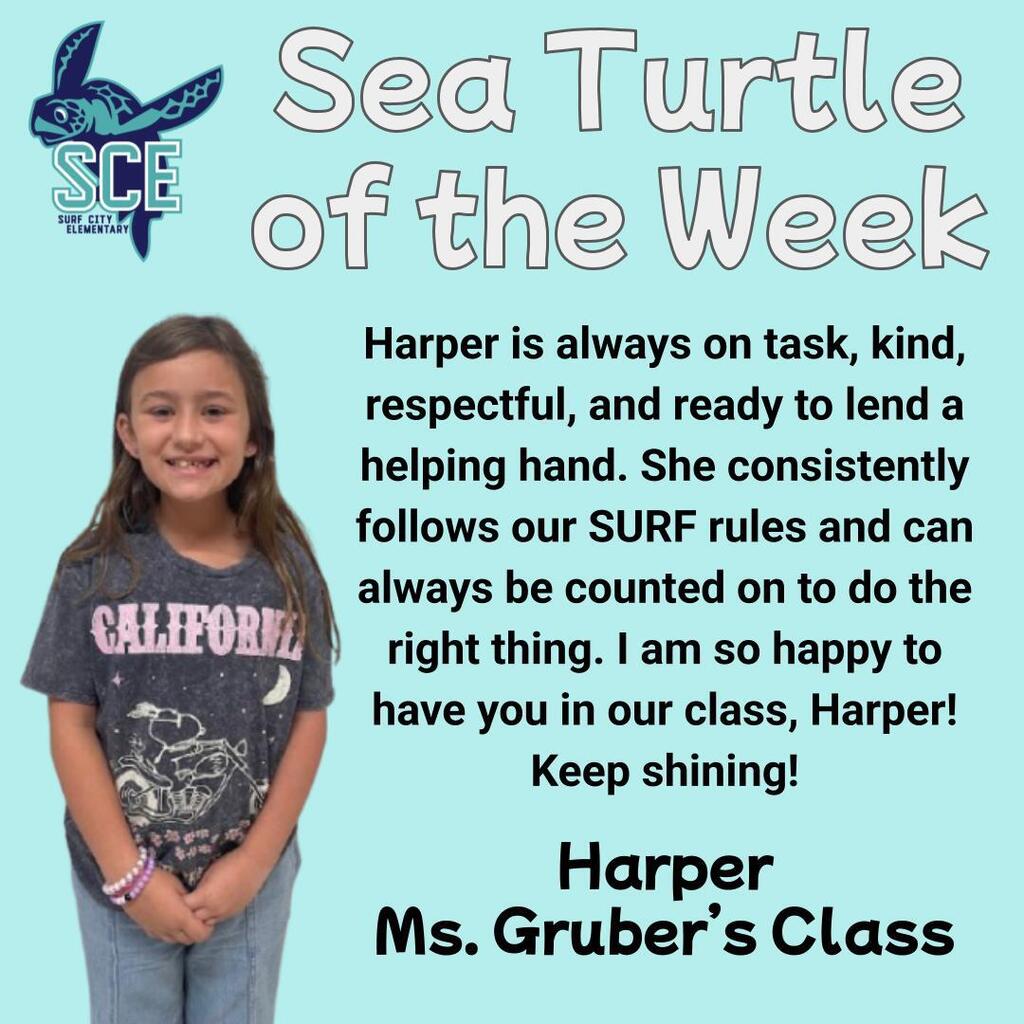 sea turtle of the week