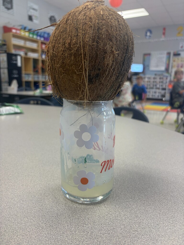 coconut water 