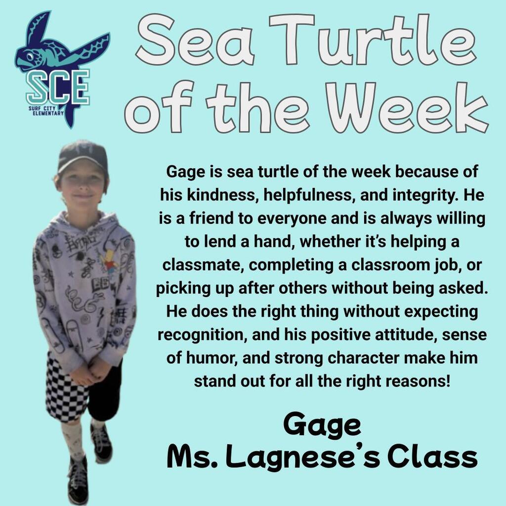 sea turtle of the week