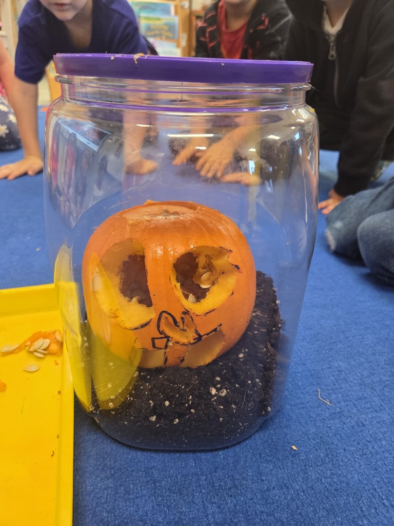 PreK students working on gutting a pumpkin