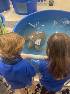 first graders at the sea turtle hospital
