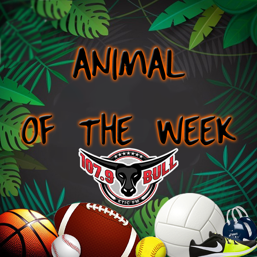 Animal of the Week