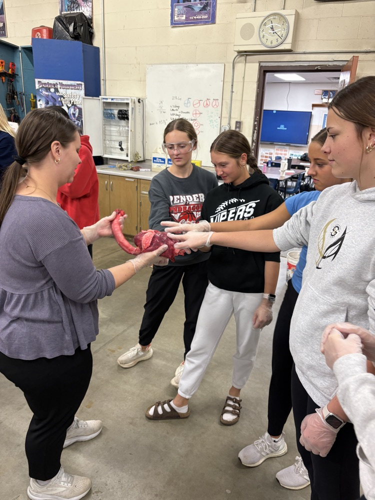 Sheep heart and lungs