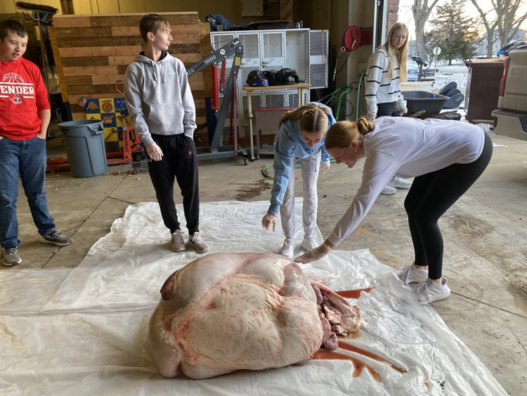 Digestive system of a heifer