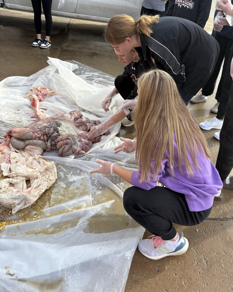 Digestive system of a heifer