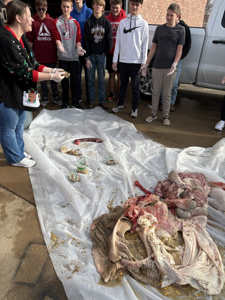 Digestive system of a heifer