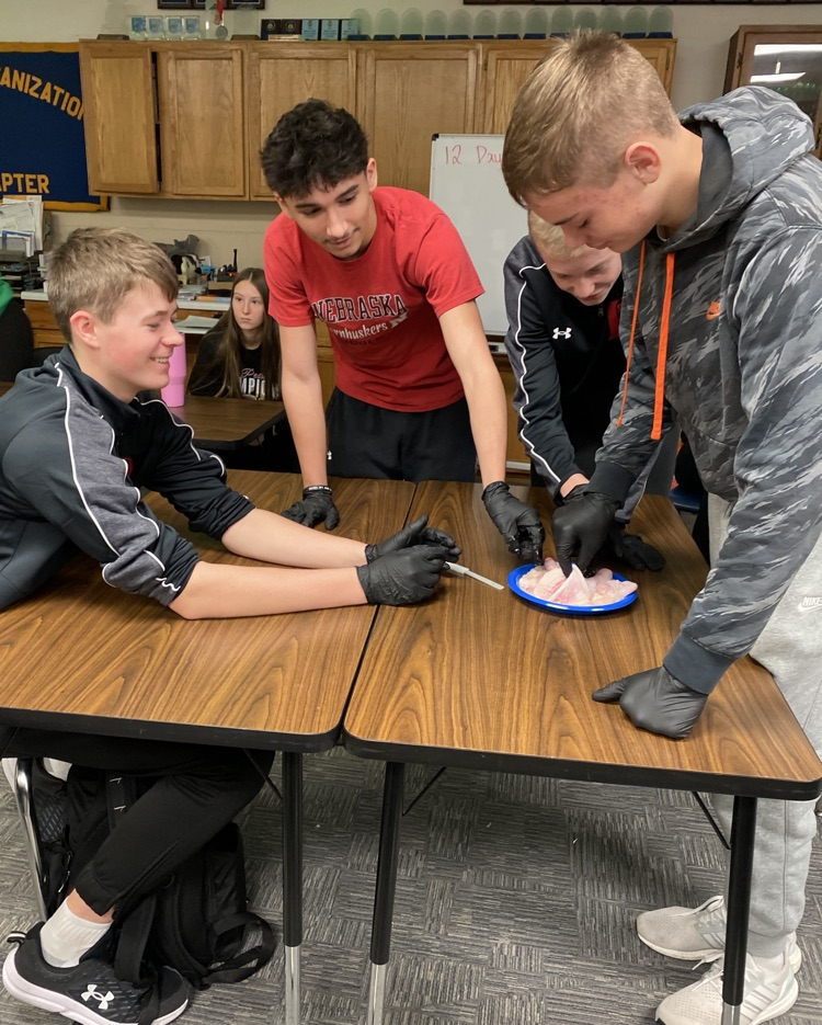 Reproductive system of a heifer