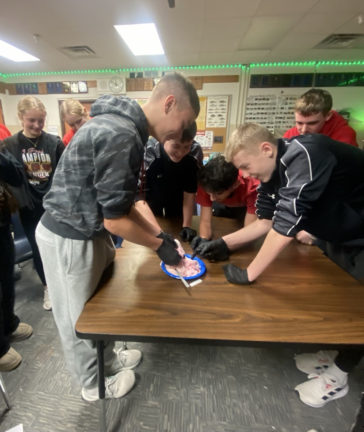 Reproductive system of a heifer