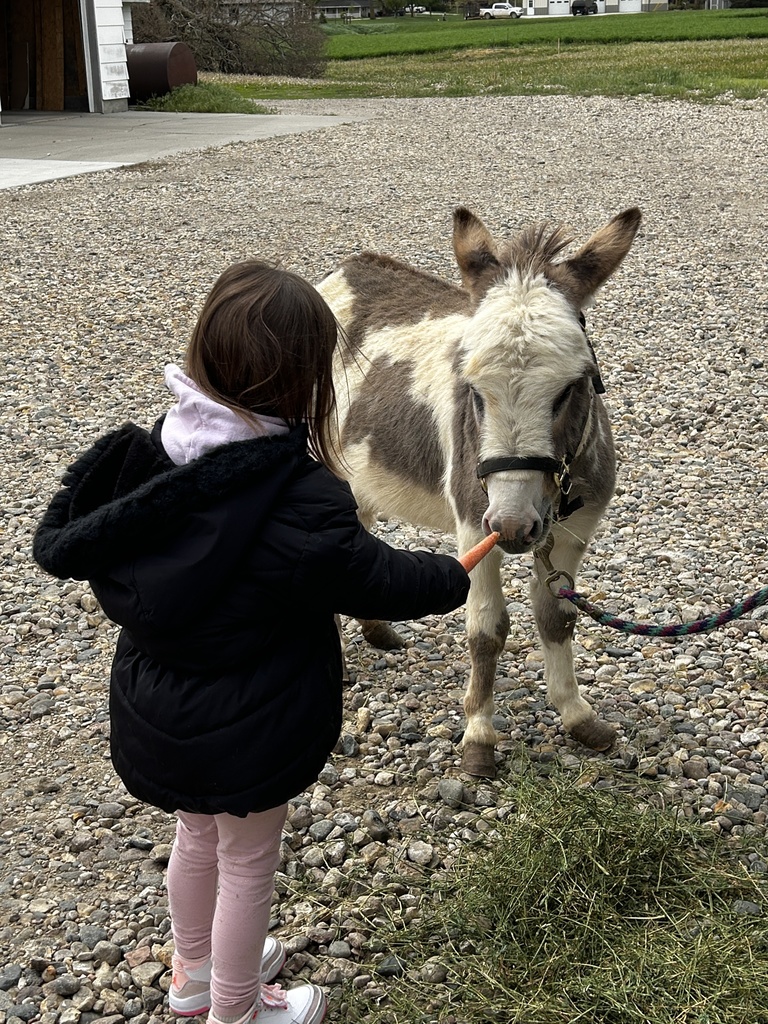 Feeding the donkey a carrot 