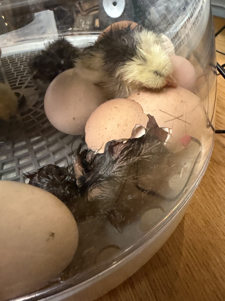 Just hatching out!