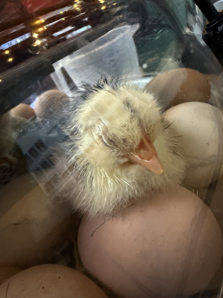 Baby Chick #3
