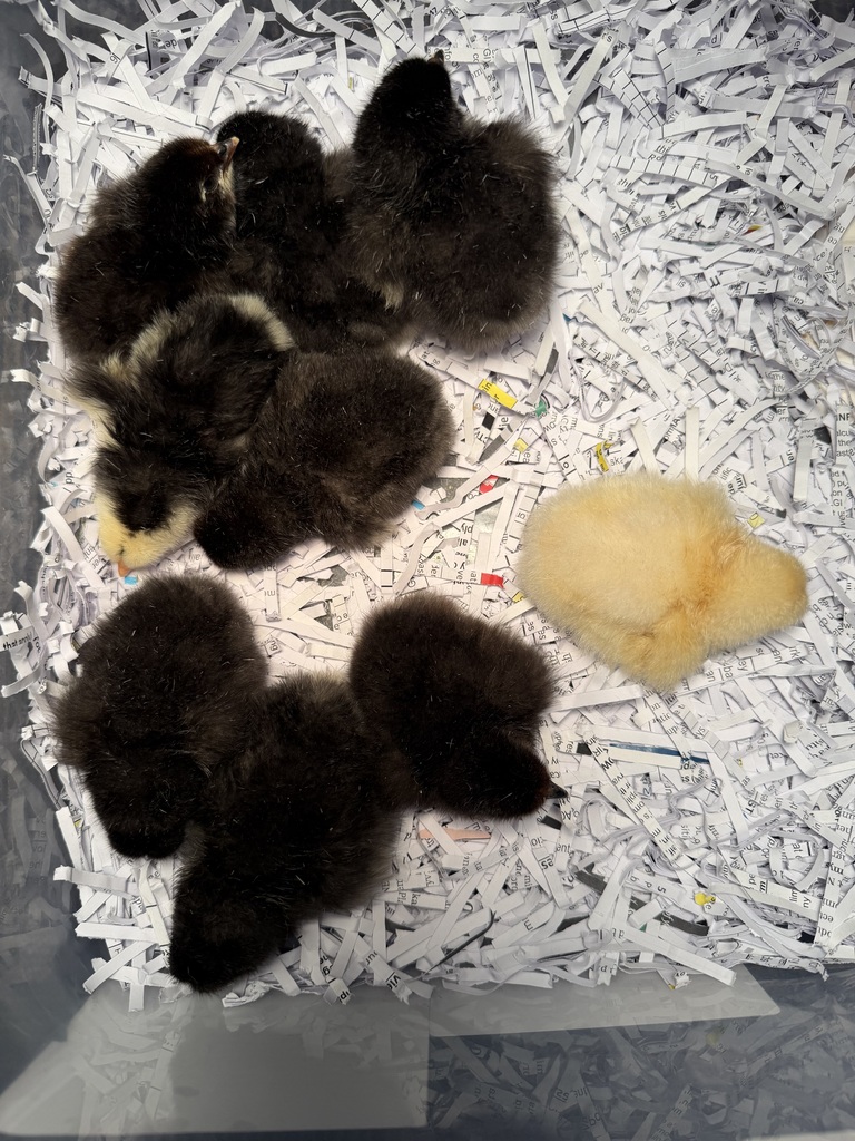 Baby Chicks
