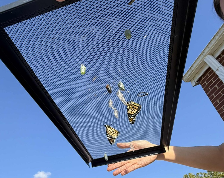 butterflies ready to be released