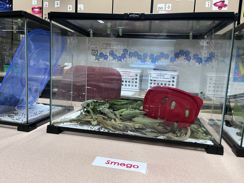 3rd Grade Butterflies
