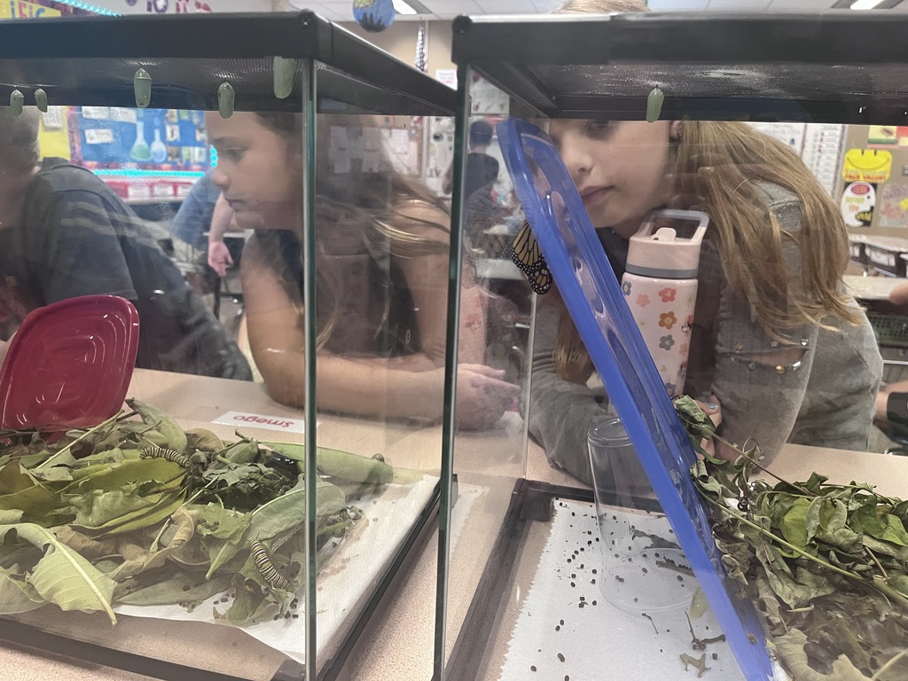 3rd Grade Butterflies