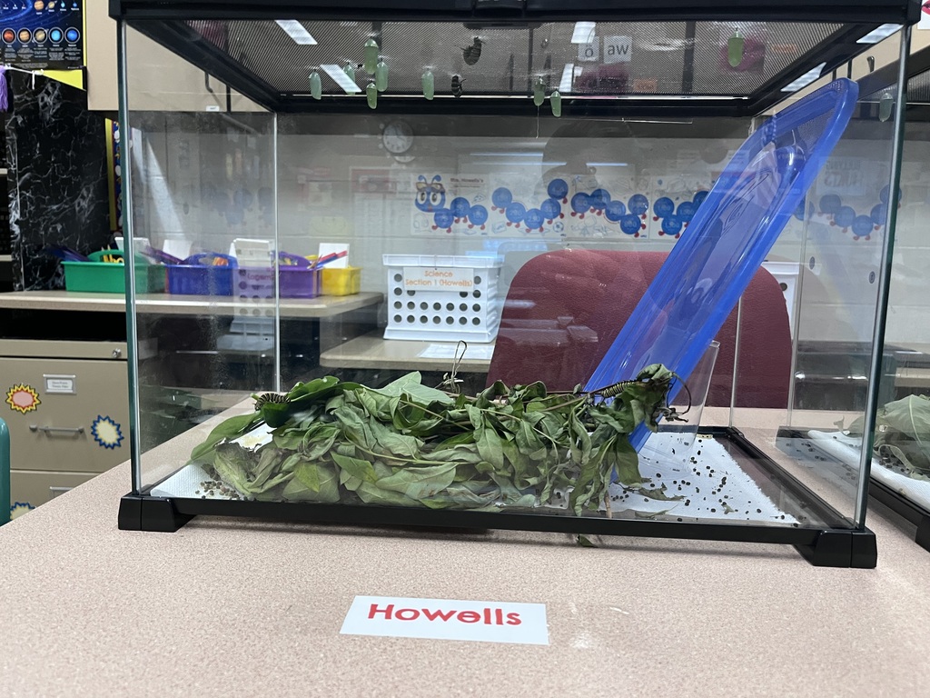 3rd Grade Butterflies