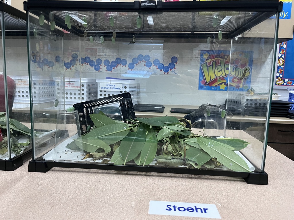 3rd Grade Butterflies