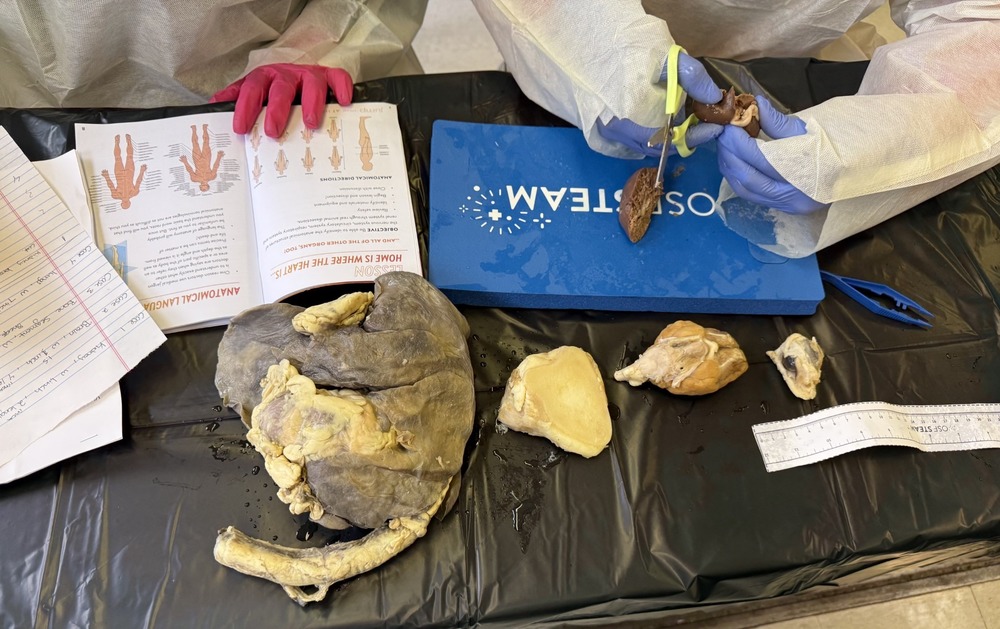 Health Occupation s /STEAM Day