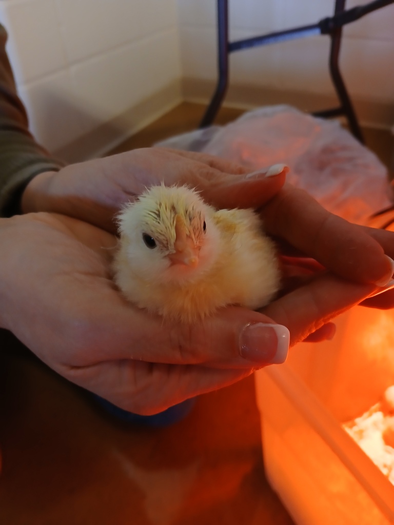 Bacy chick being held and looking at camera