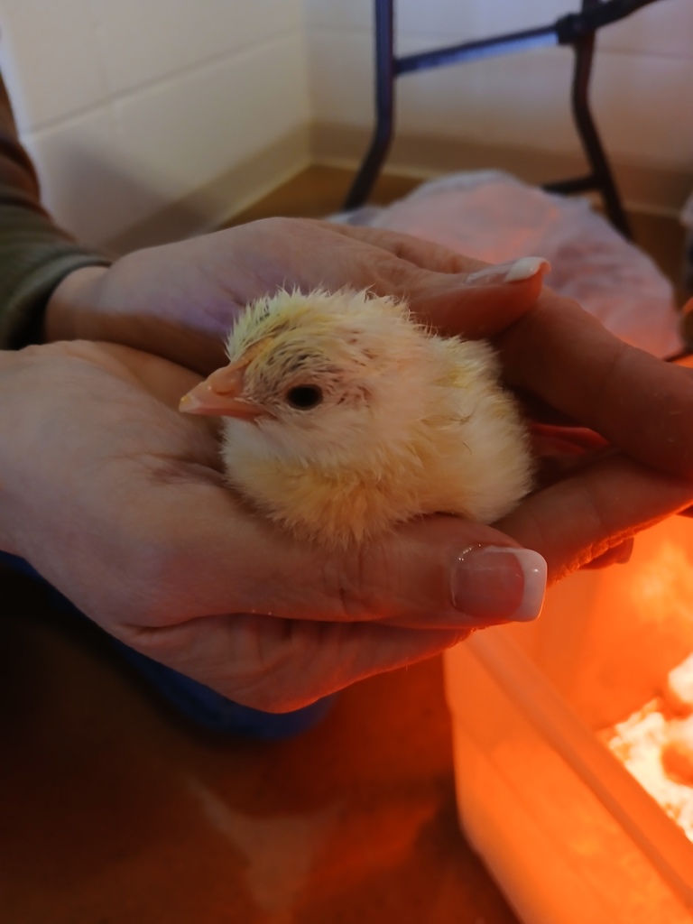 Baby chick being held
