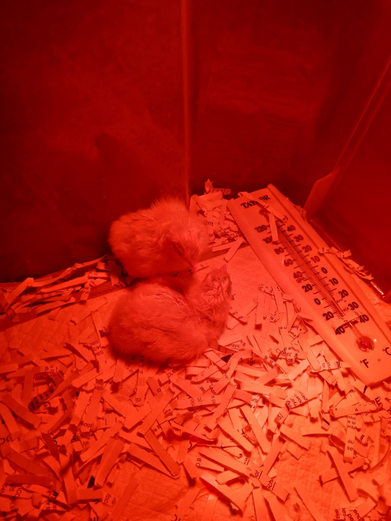 Baby chicks in their new habitat