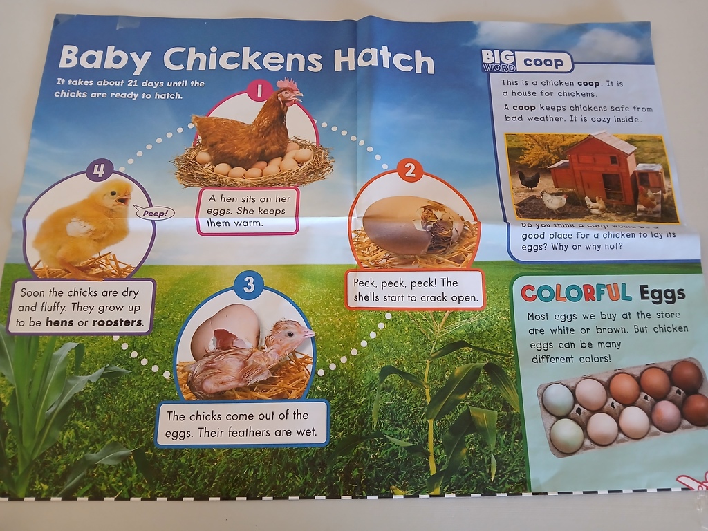Baby chicks hatching info sheet