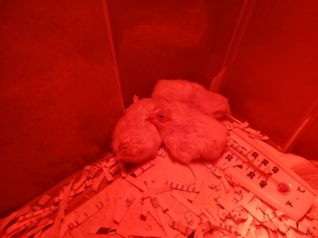 Baby chicks huddled under heat lamp