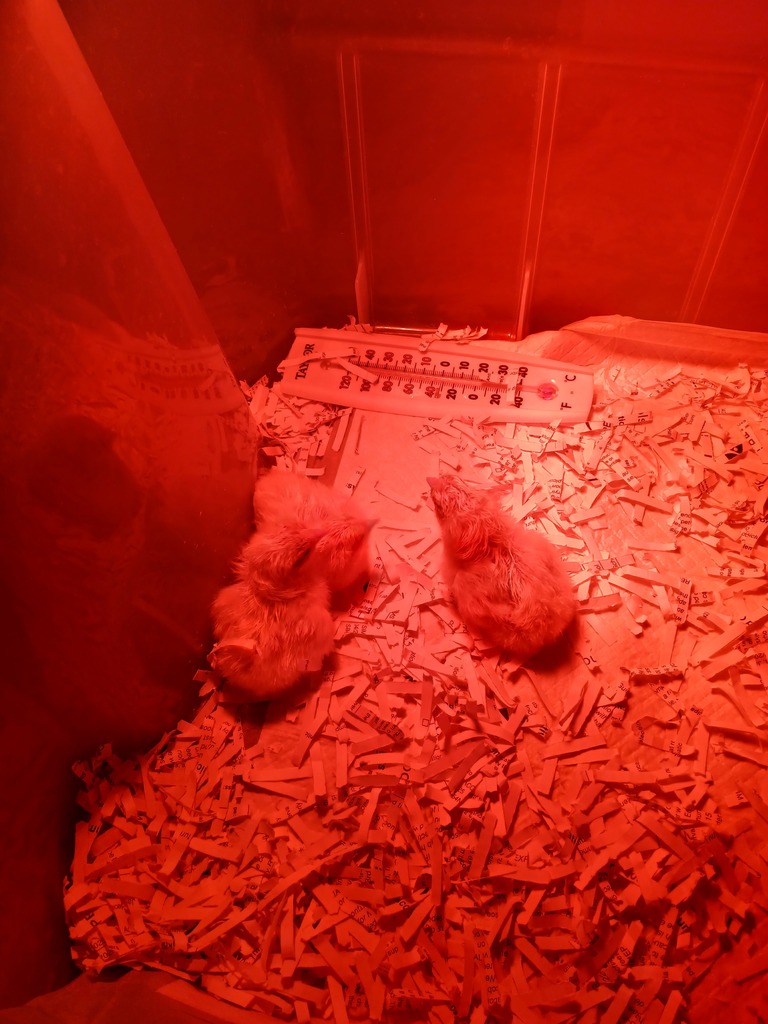 Baby chicks