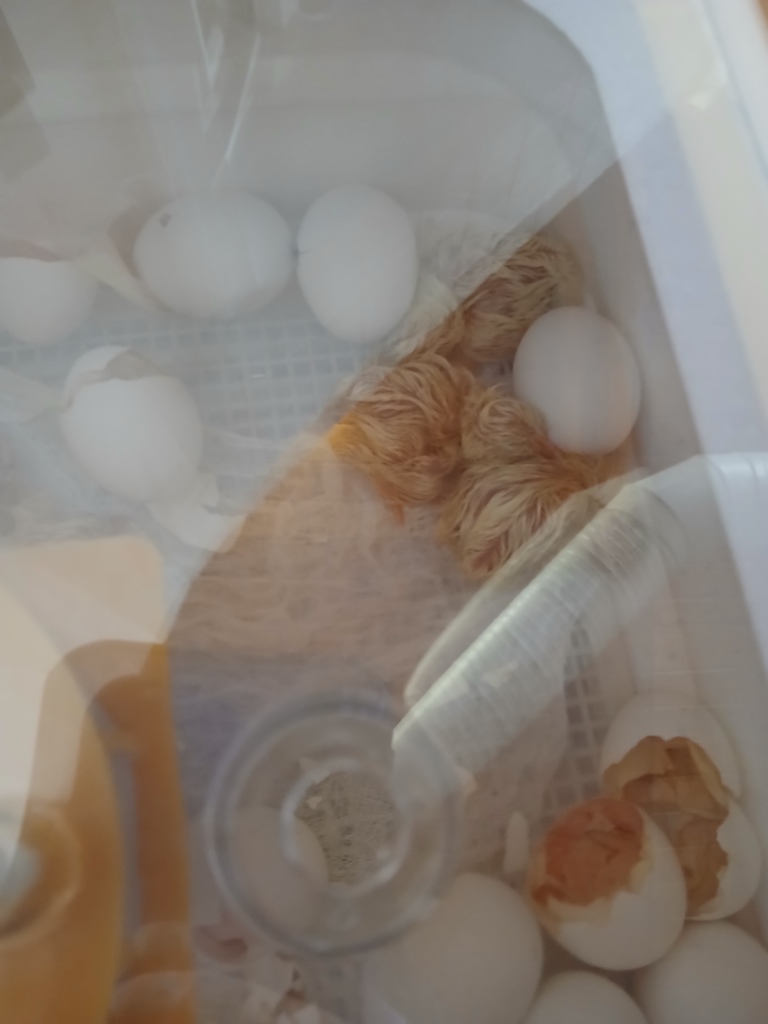 Chicks hatching