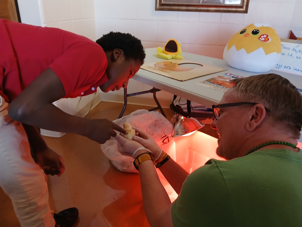 Student petting chick while teacher holds it