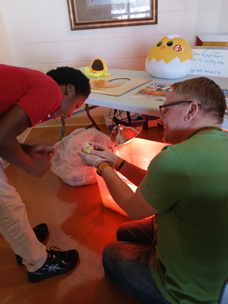 A student and teacher looking at a baby chick