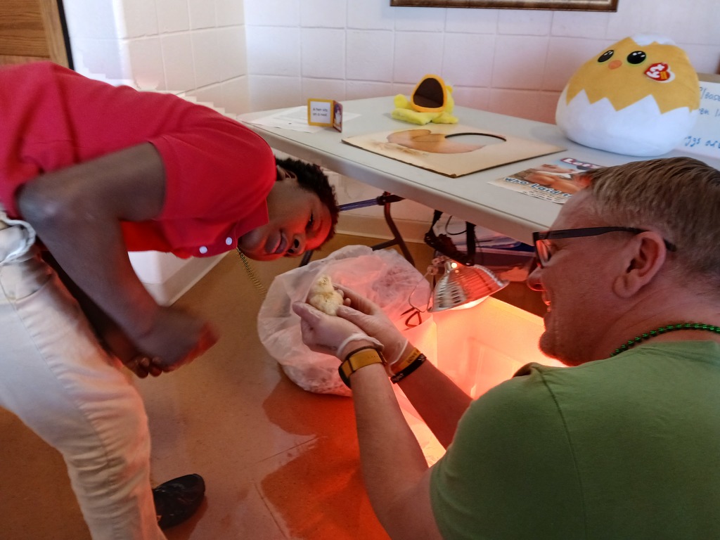 Student learning about chicks