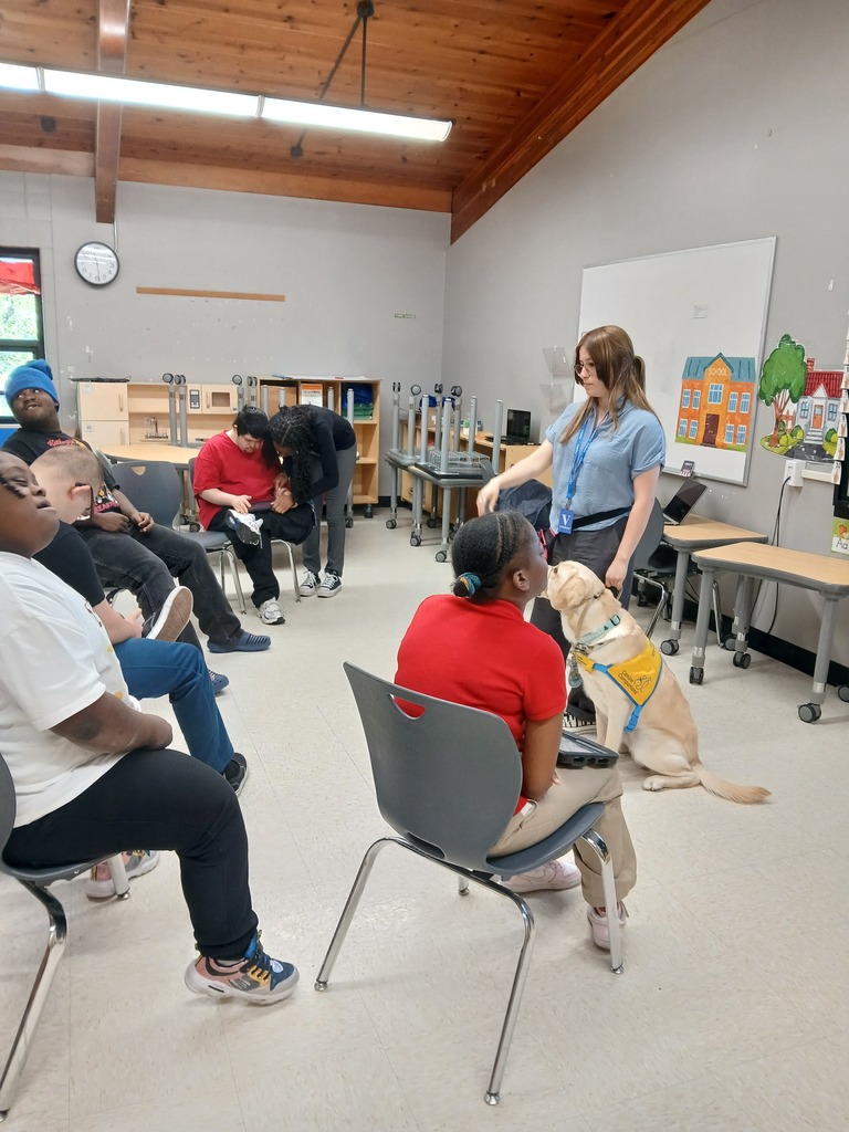 service dogs
