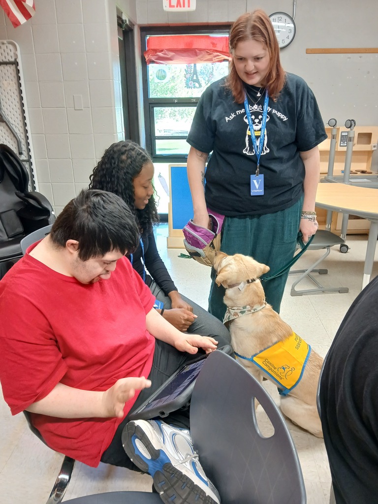 service dogs