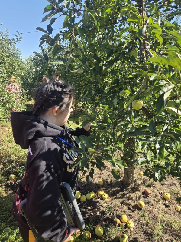 apple picking