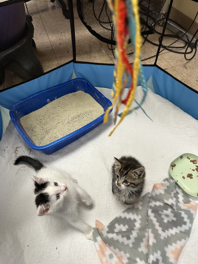 kittens
