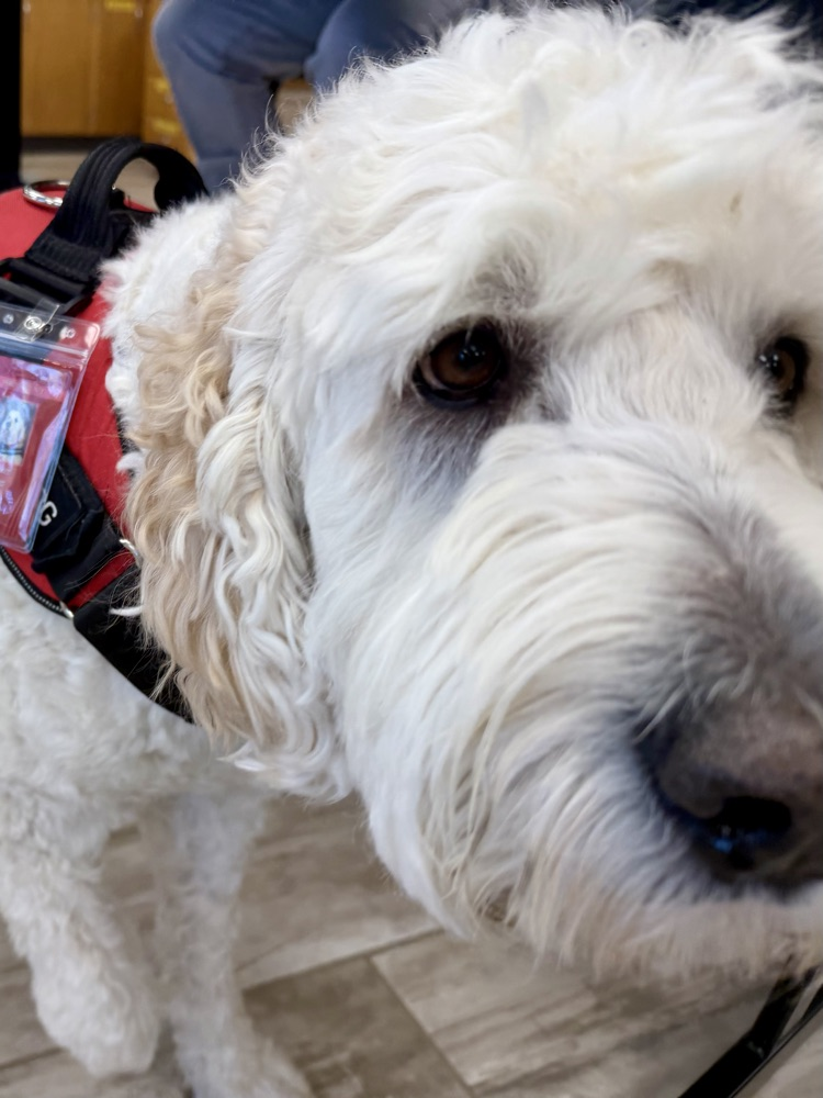 Tucker Seiler 🐾 PCS Staff