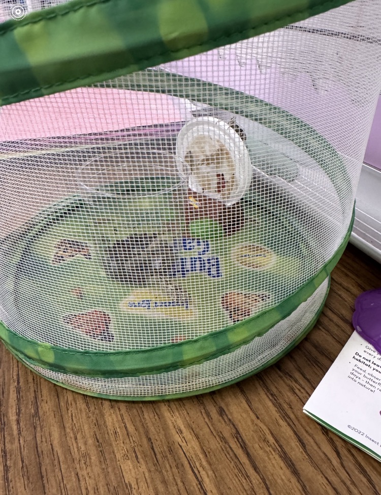 🦋 