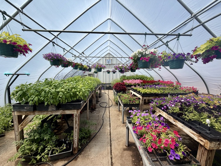 plants