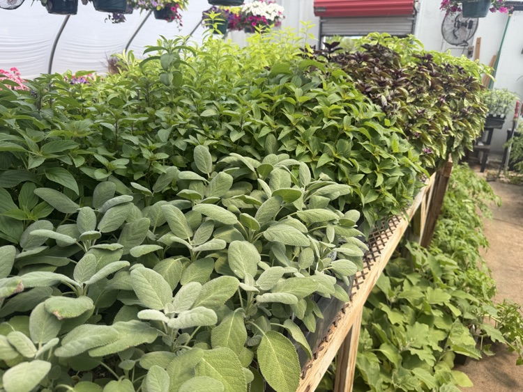 plants