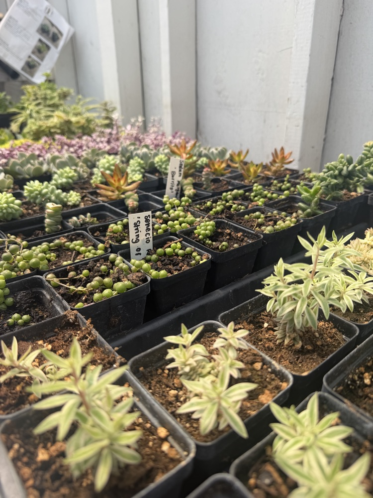 plants
