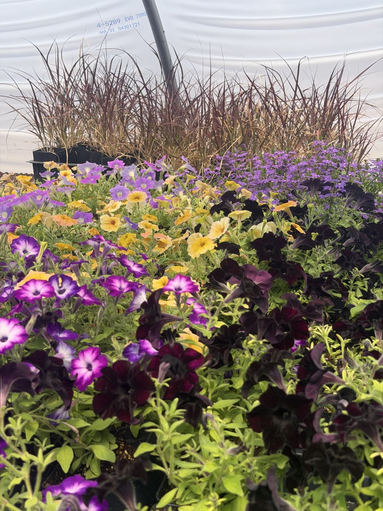 plants