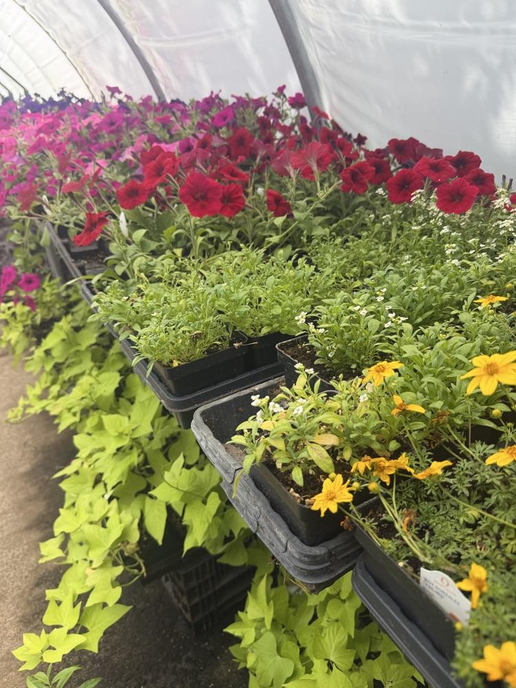 plants