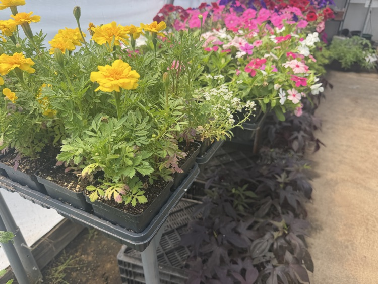 plants