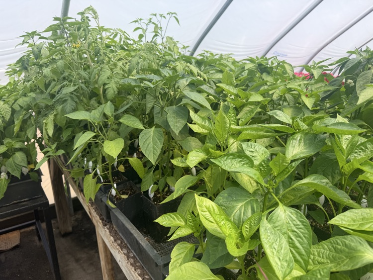 plants